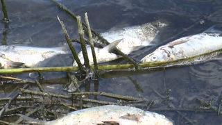 Alibeyköy Barajı'nda onlarca balık öldü! İlk defa karşılaştım