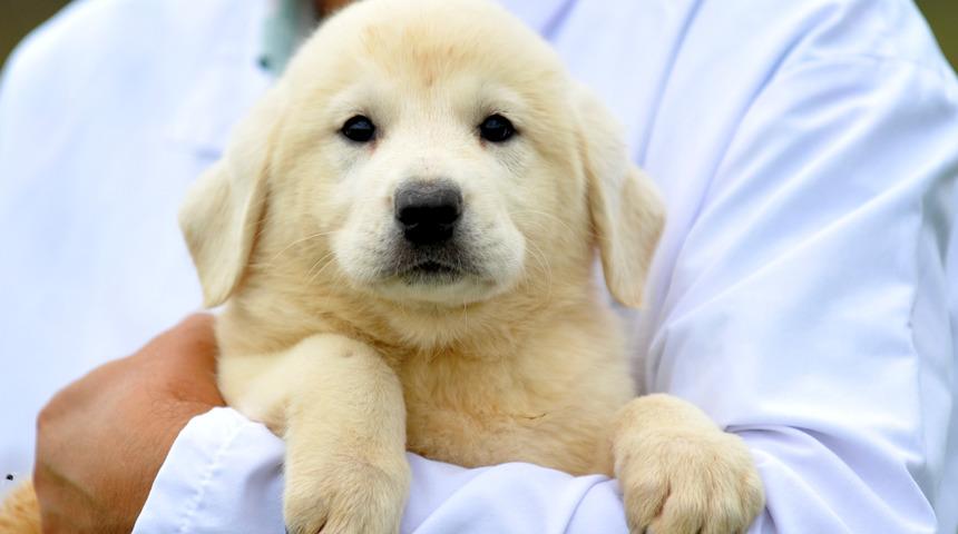 Kangal ve akbaş almak için 1 yıl sıraya giriyorlar