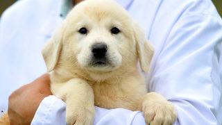 Kangal ve akbaş almak için 1 yıl sıraya giriyorlar