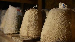 Rokfor peynirine rakip, Divle obruk peyniri! 6 ay mağarada bekletiliyor