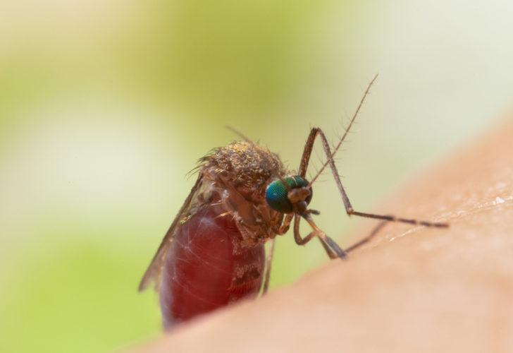 İstanbul'dan sonra şimdi de Karadeniz uyarısı! Asya Kaplan Sivrisineği tehlikesi büyüyor
