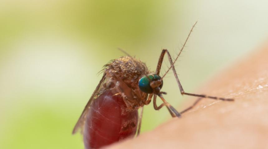 İstanbul'dan sonra şimdi de Karadeniz uyarısı! Asya Kaplan Sivrisineği tehlikesi büyüyor