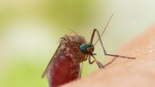 İstanbul'dan sonra şimdi de Karadeniz uyarısı! Asya Kaplan Sivrisineği tehlikesi büyüyor