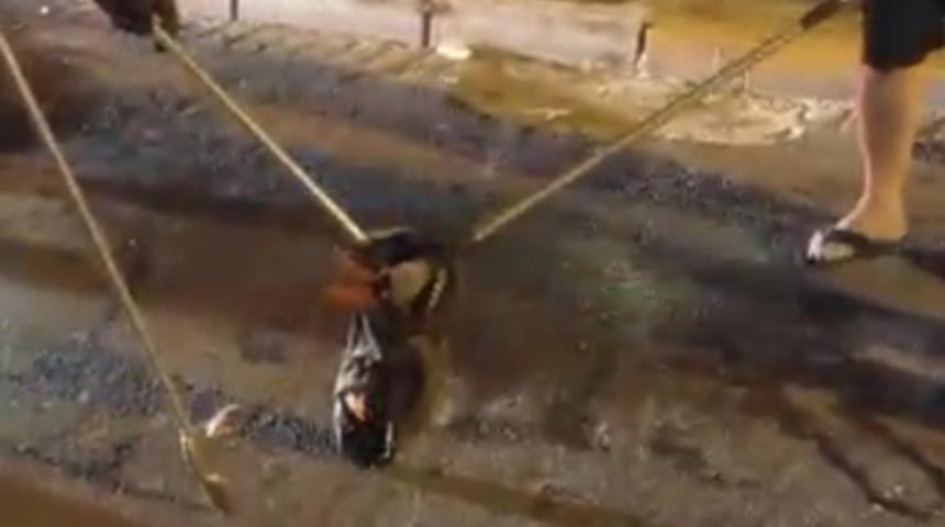  İstanbul'un göbeği Beyoğlu'nda yılan paniği! Mahalle diken üstünde