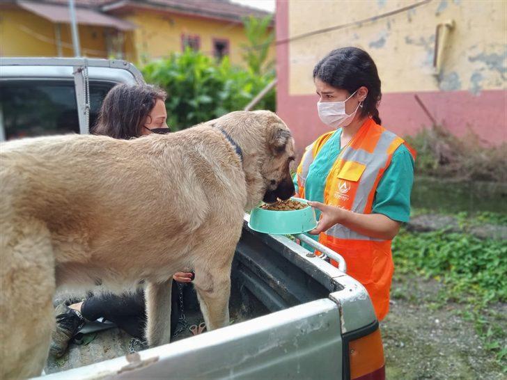 Altınordu Belediyesi selin etkili olduğu Arhavi'deki sokak hayvanlarına mama desteğinde bulundu G2