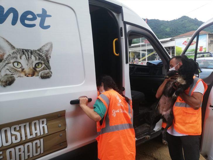 Altınordu Belediyesi selin etkili olduğu Arhavi'deki sokak hayvanlarına mama desteğinde bulundu G3