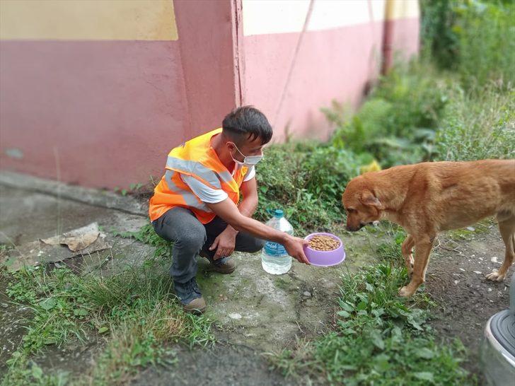 Altınordu Belediyesi selin etkili olduğu Arhavi'deki sokak hayvanlarına mama desteğinde bulundu G4