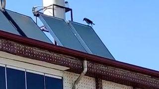 Elazığ’da ’Allah’ diye bağıran karga görenleri hayretler içinde bıraktı