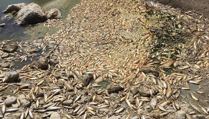 Asi Nehri'nde çok sayıda balık su seviyesinin düşmesinden dolayı öldü