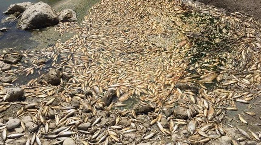 Asi Nehri'nde çok sayıda balık su seviyesinin düşmesinden dolayı öldü