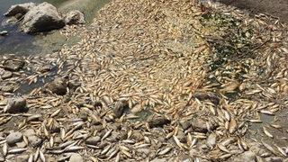 Asi Nehri'nde çok sayıda balık su seviyesinin düşmesinden dolayı öldü