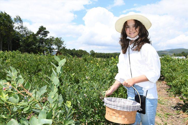 Bursa'da Yaban Mersini Festivali gerçekleştirildi G1