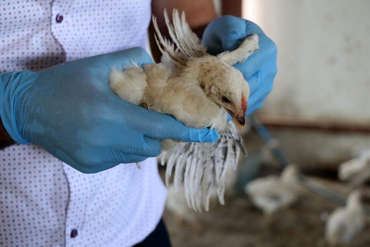 Adana'da araziye terk edilmiş bulunan 300 civciv, kadın çiftçiye emanet edildi G2