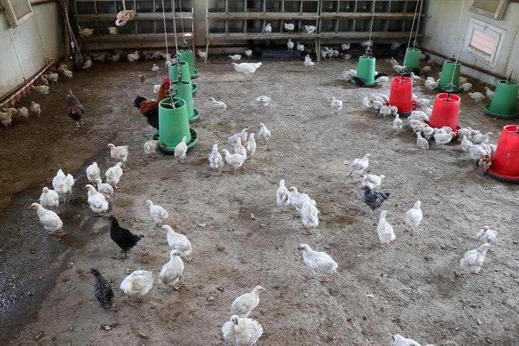 Adana'da araziye terk edilmiş bulunan 300 civciv, kadın çiftçiye emanet edildi G4