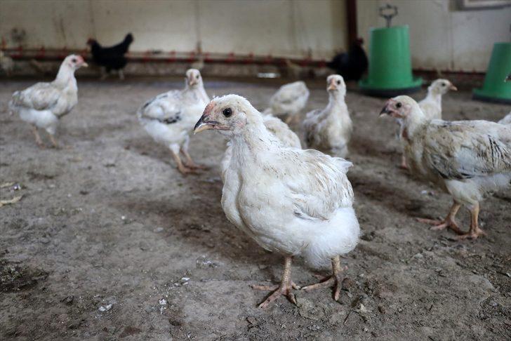 Adana'da araziye terk edilmiş bulunan 300 civciv, kadın çiftçiye emanet edildi G5