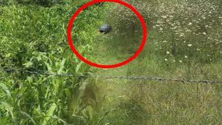 Mide bulandıran olay! Köpeğe cinsel istismarda bulunurken yakalandı