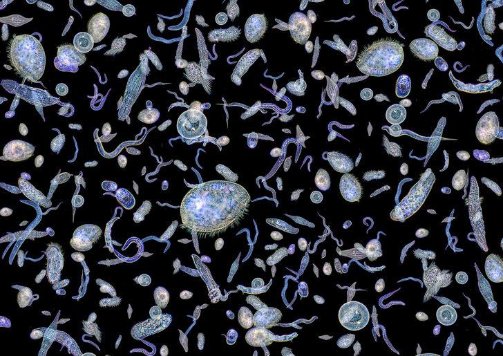 Plankton nedir? Plankton ne işe yarar? Plankton zehirli mi? G1