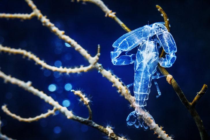 Plankton nedir? Plankton ne işe yarar? Plankton zehirli mi? G2