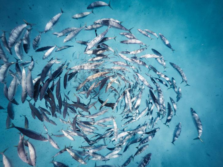 Plankton nedir? Plankton ne işe yarar? Plankton zehirli mi? G3