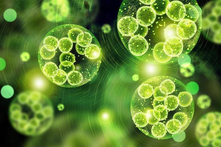 Plankton nedir? Plankton ne işe yarar? Plankton zehirli mi? G5