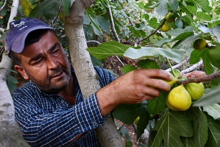 Manisa'da erkenci yediveren incirinde üretici ihracata yöneldi G1