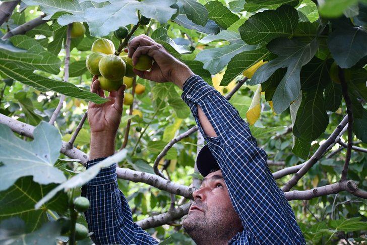 Manisa'da erkenci yediveren incirinde üretici ihracata yöneldi G3