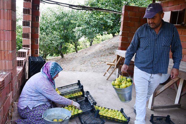 Manisa'da erkenci yediveren incirinde üretici ihracata yöneldi G4