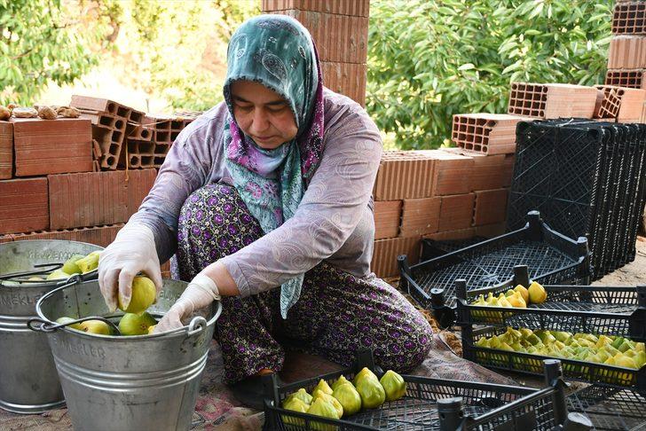 Manisa'da erkenci yediveren incirinde üretici ihracata yöneldi G5