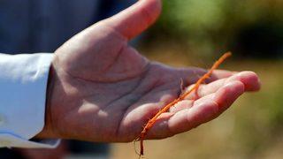 Osmanlı'da casusluk olaylarına konu olmuştu! Edirne Kırmızısı kök salıyor