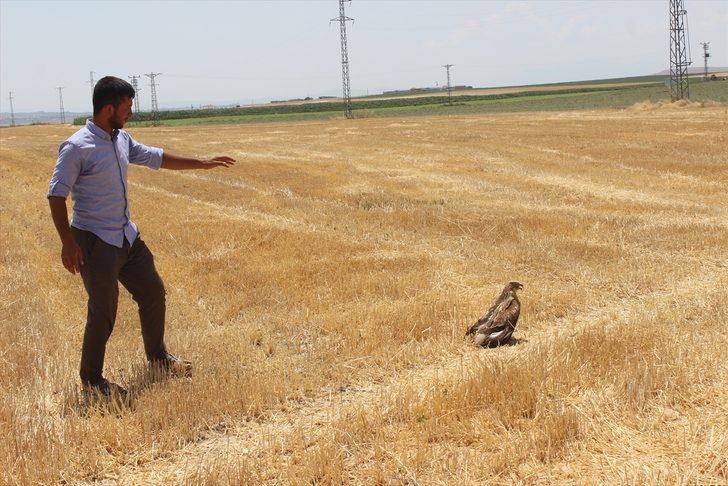 Konya'da koyun otlatan çoban, yaralı bulduğu kartalı köpek saldırısından kurtardı G2