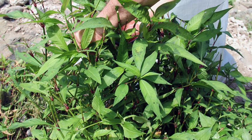 Benli pancar otunun faydaları arasında hemoroid (basur) tedavisi de var!