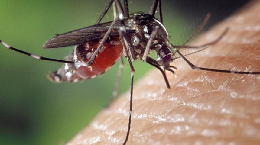 Ölümcül hastalıklar bulaştırabiliyor! İstanbullulara Asya Kaplan sivrisineği uyarısı