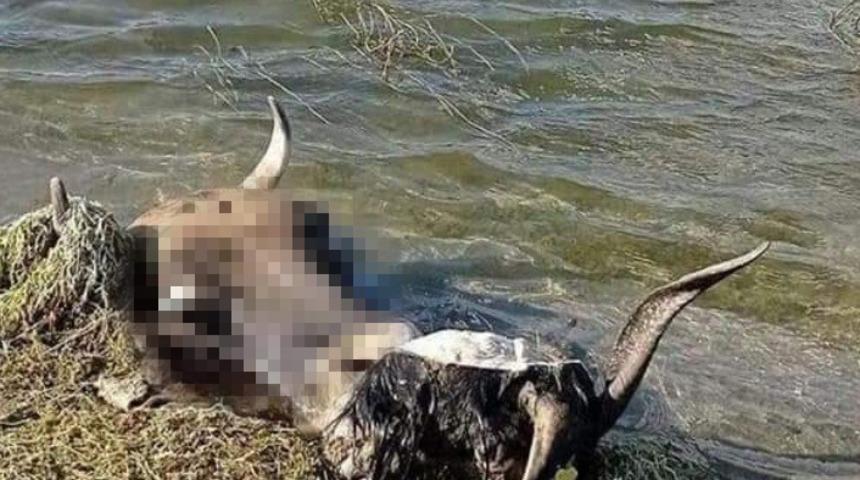 Kütahya'da tepki çeken görüntü! Kurban kelleleri baraja atıldı