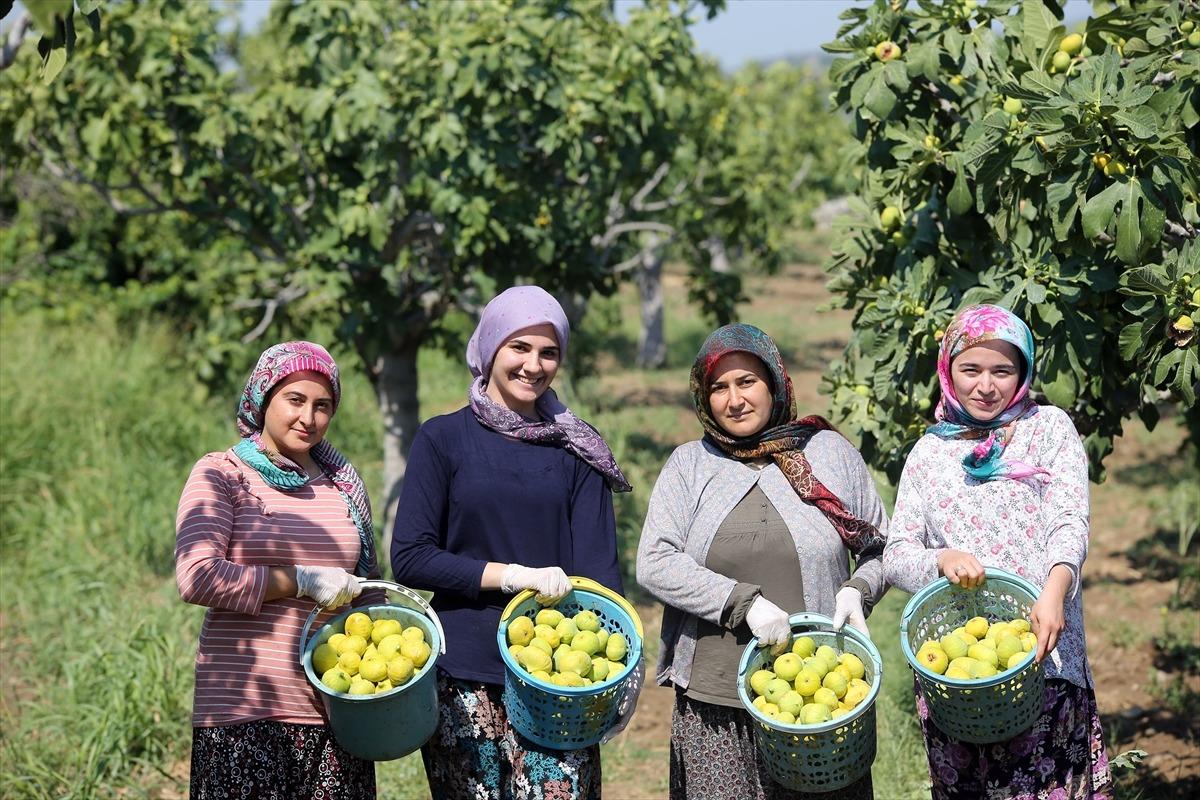 D&uuml;nyaca &uuml;nl&uuml; Aydın incirinde hasat başladı