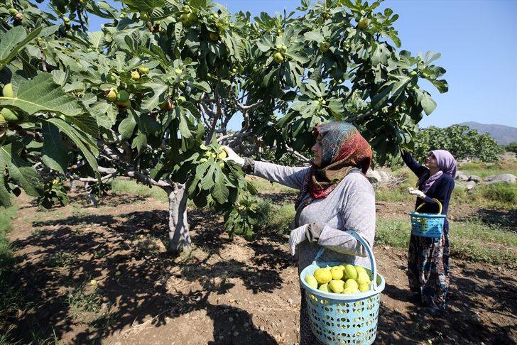 Dünyaca ünlü Aydın incirinde hasat başladı G2