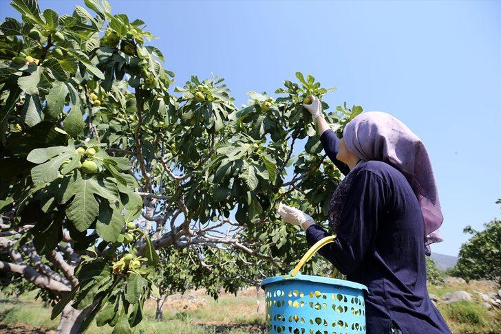 Dünyaca ünlü Aydın incirinde hasat başladı G3
