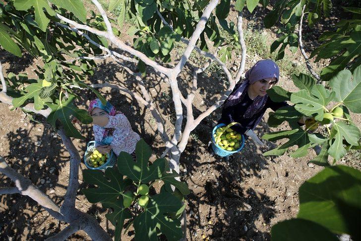 Dünyaca ünlü Aydın incirinde hasat başladı G4