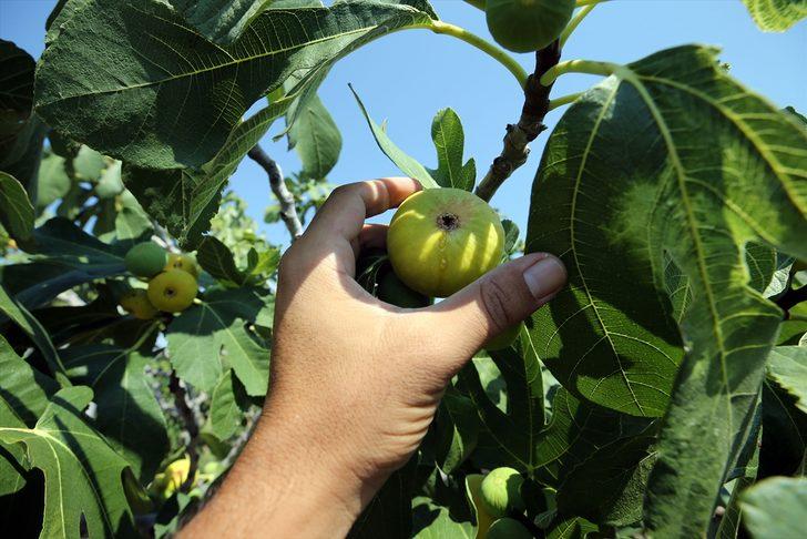 Dünyaca ünlü Aydın incirinde hasat başladı G5