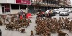 Monkeys flood the streets of Thailand: they fight for food