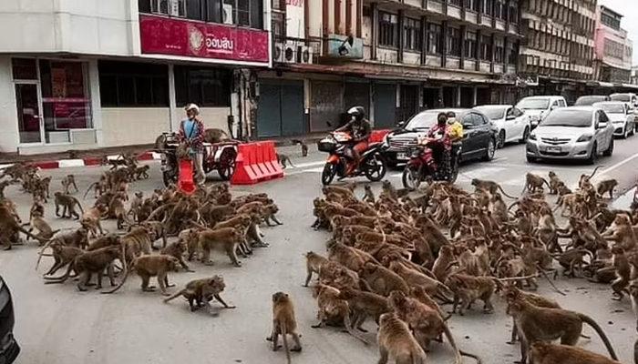 Koronavirüs onları da etkiledi! Tayland sokaklarını maymunlar bastı: Yiyecek için savaşıyorlar
