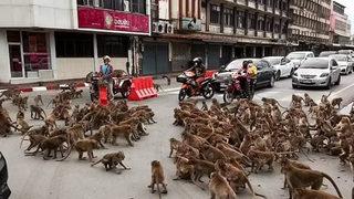 Koronavirüs onları da etkiledi! Tayland sokaklarını maymunlar bastı: Yiyecek için savaşıyorlar