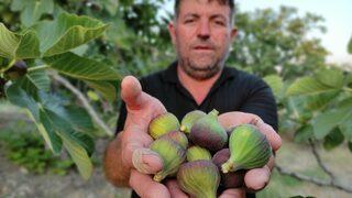 Dünyaca ünlü meyve Avrupa’ya gitmeye hazırlanırken dökülmeye başladı