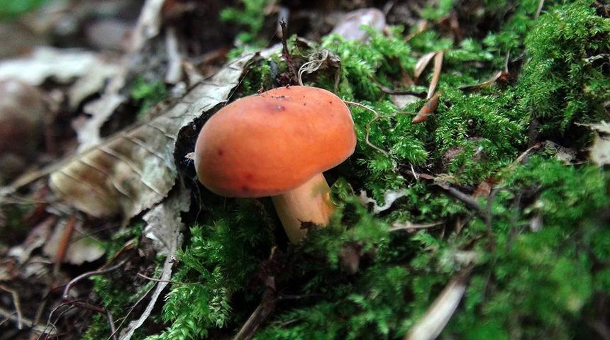 Mantar zehirlenmelerine dikkat