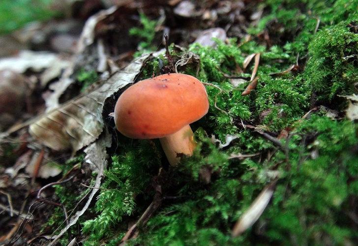 Doğada az bulunuyor! Kırmızı tirmite paha biçilemiyor G1