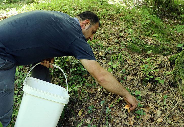 Doğada az bulunuyor! Kırmızı tirmite paha biçilemiyor G2