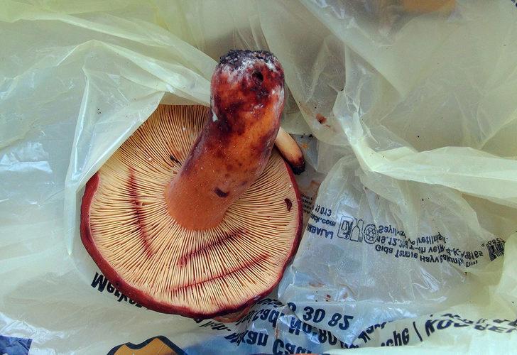 Doğada az bulunuyor! Kırmızı tirmite paha biçilemiyor G3