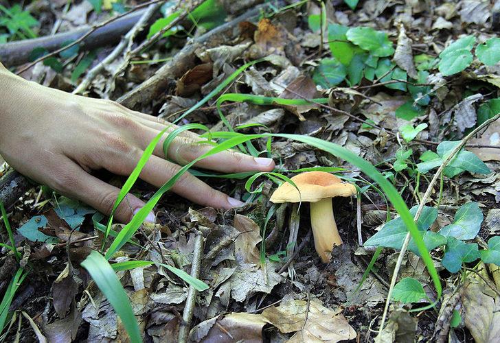 Doğada az bulunuyor! Kırmızı tirmite paha biçilemiyor G5