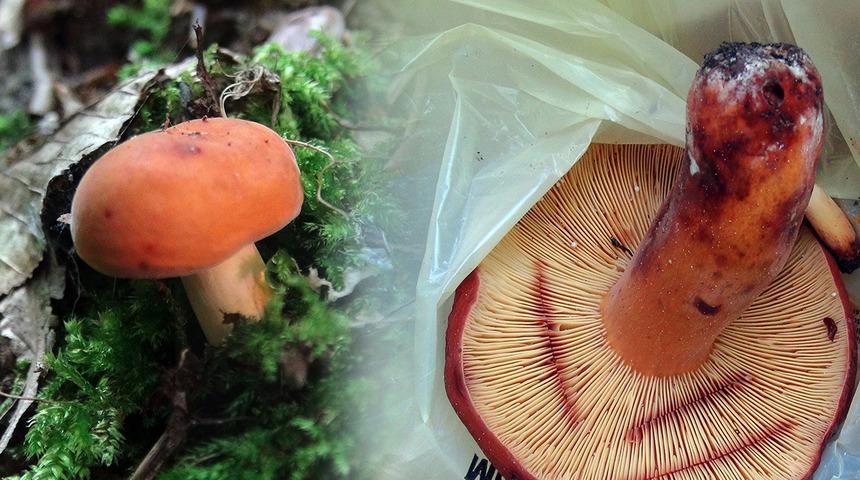 Her mantarı yemeyin