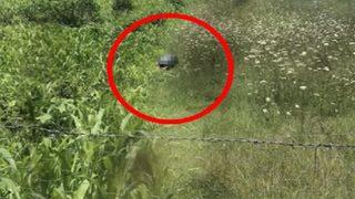 Köpeğe cinsel istismarda bulunurken yakalanmıştı! Hayvan Hakları Yasası'nda ilk uygulama Bartın’da