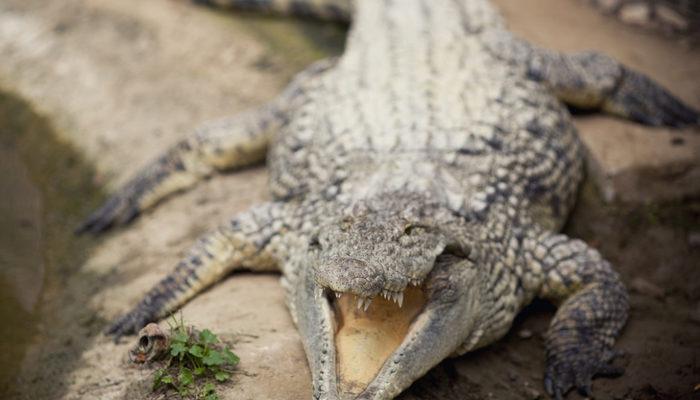 Meksika'da timsah saldırısı! 12 metrelik timsahın dişleri arasında kaldı: Öleceğimi düşündüm